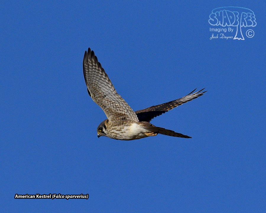 American Kestrel - Falco sparverius