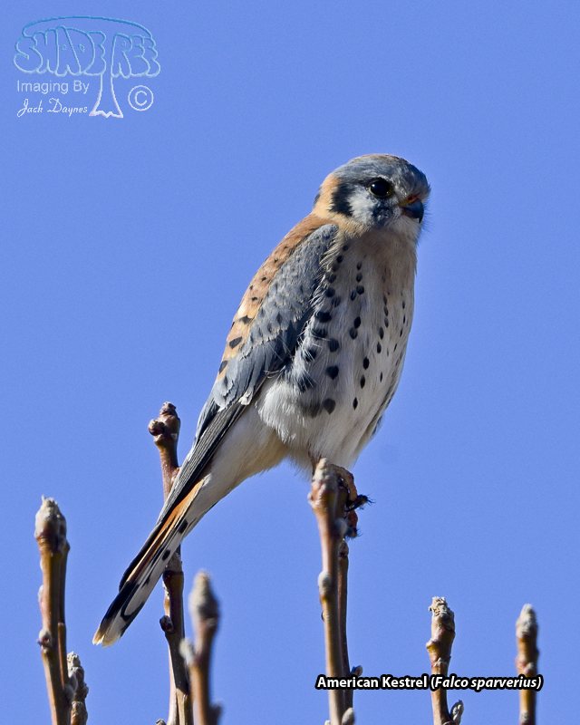 American Kestrel - Falco sparverius