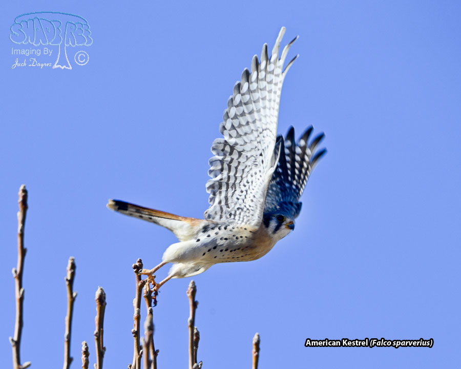 American Kestrel - Falco sparverius