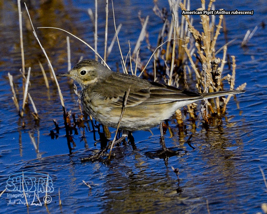 American Pipit - Anthus rubescens