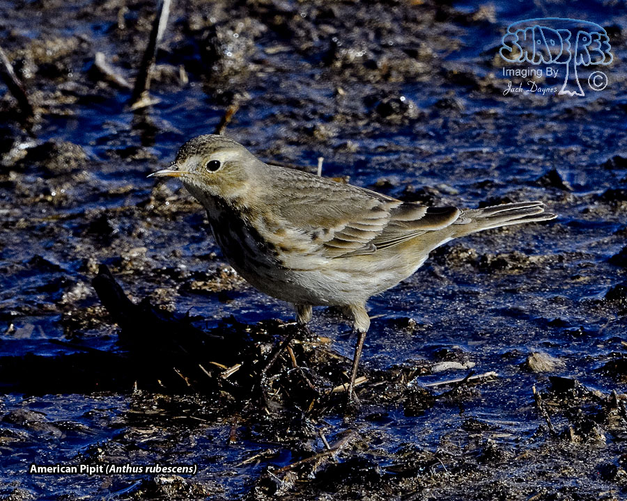 American Pipit - Anthus rubescens