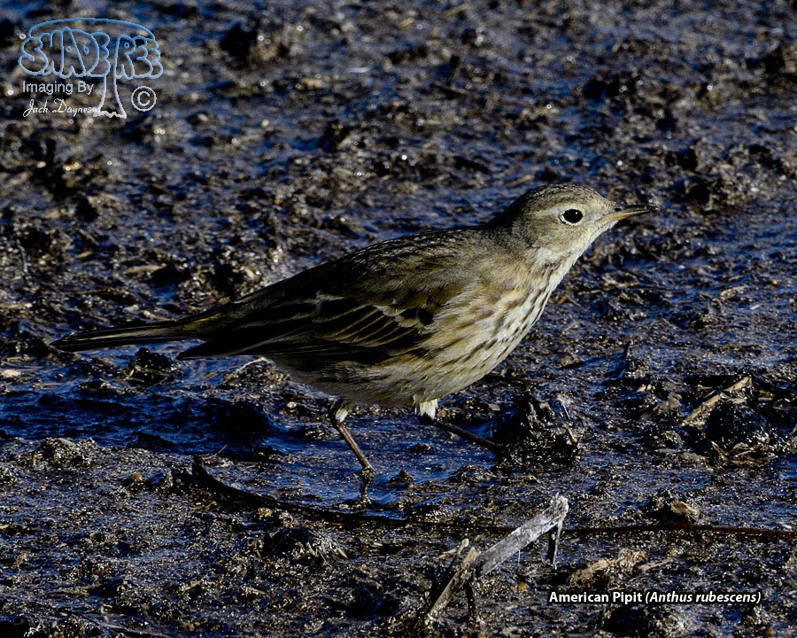American Pipit - Anthus rubescens