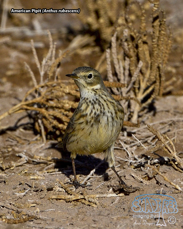 American Pipit - Anthus rubescens
