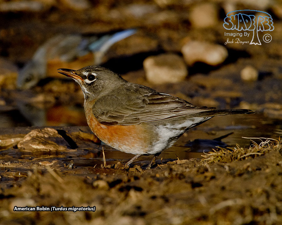 American Robin - Turdus migratorius