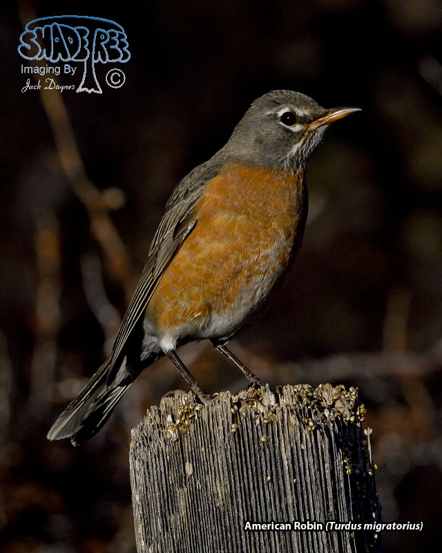 American Robin - Turdus migratorius