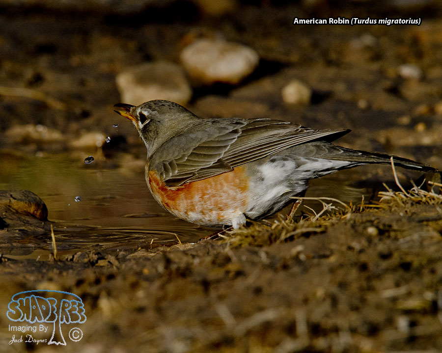 American Robin - Turdus migratorius