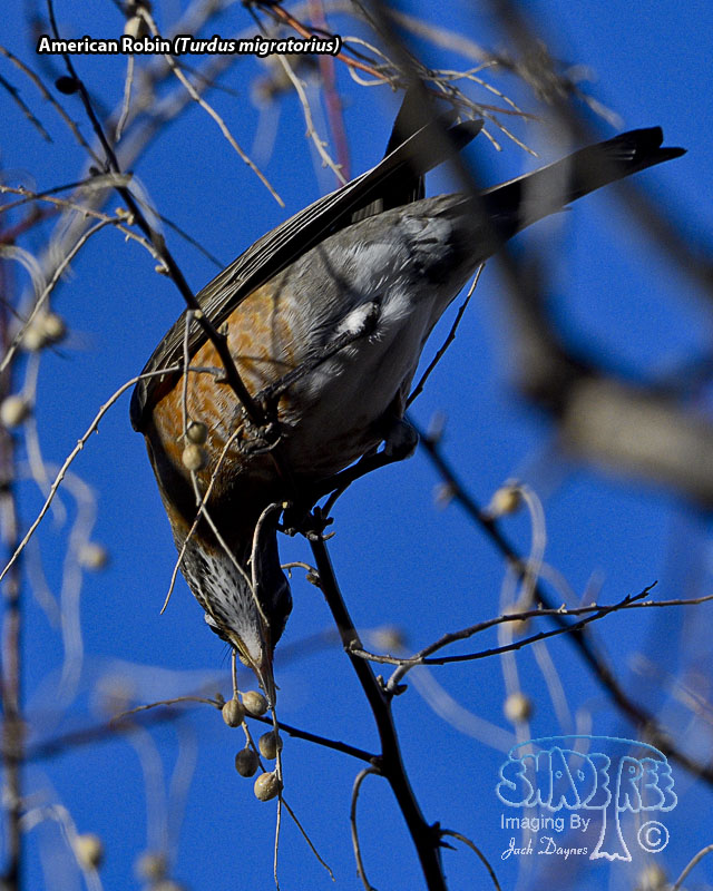 American Robin - Turdus migratorius