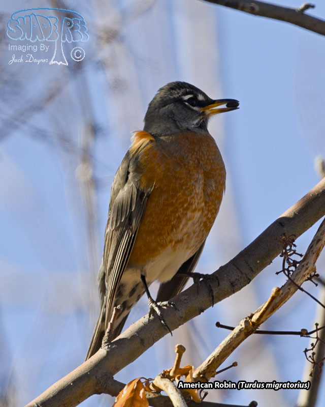 American Robin - Turdus migratorius