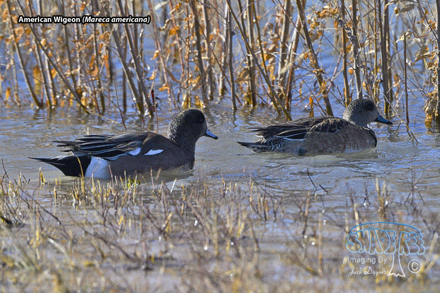 American Wigeon - Mareca americana