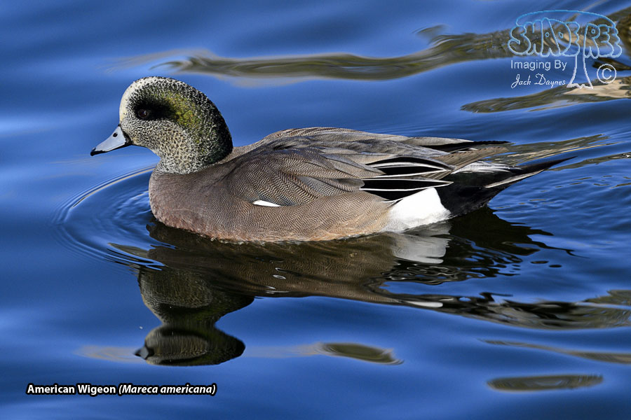 American Wigeon - Mareca americana