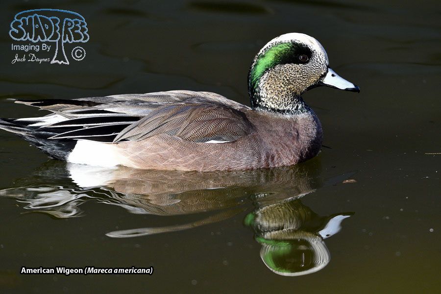 American Wigeon - Mareca americana
