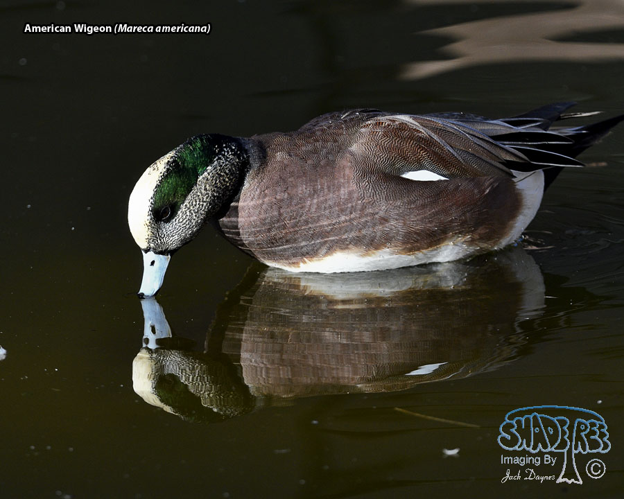 American Wigeon - Mareca americana