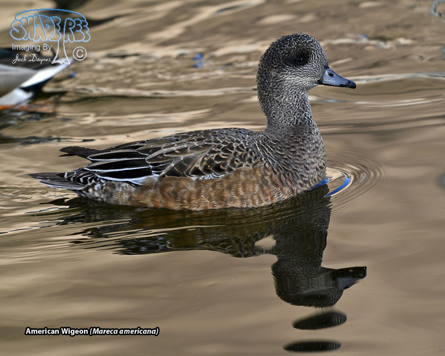 American Wigeon - Mareca americana