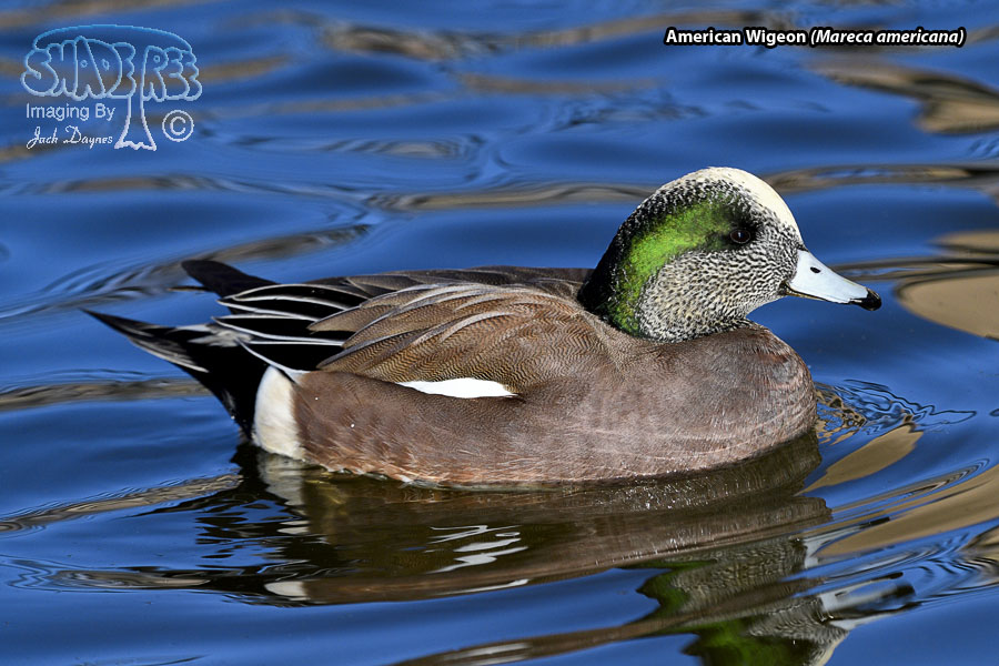 American Wigeon - Mareca americana