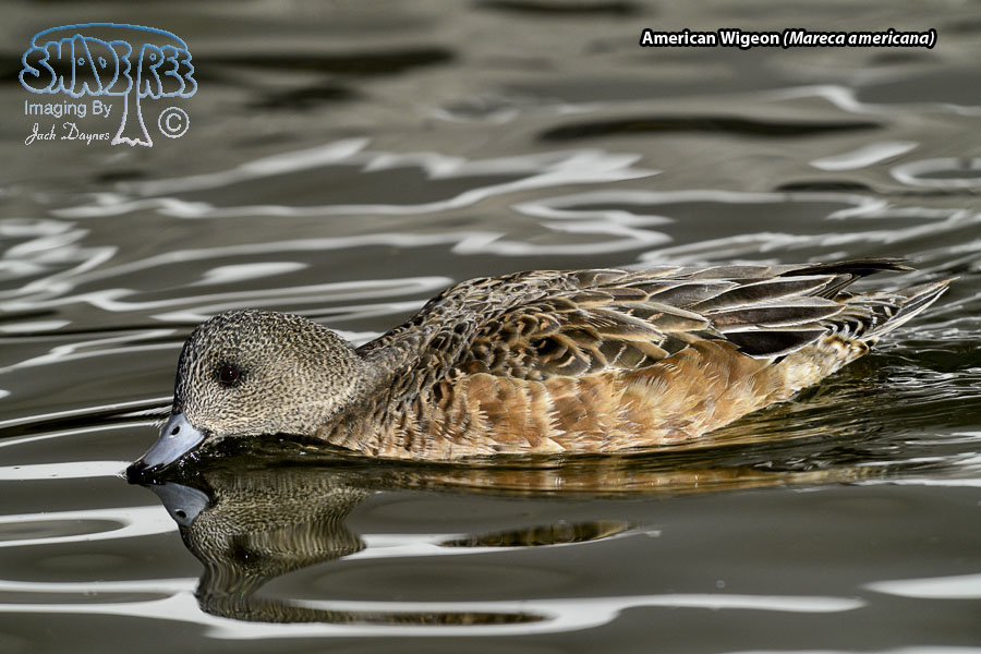 American Wigeon - Mareca americana