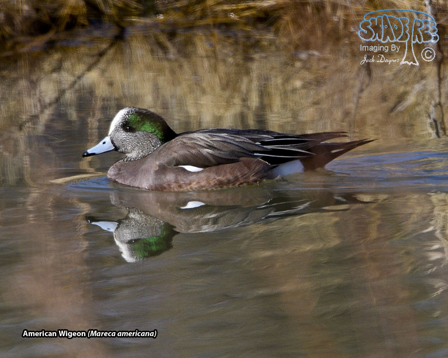 American Wigeon - Mareca americana