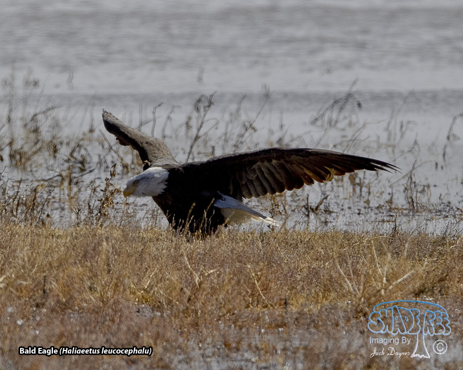 Bald Eagle - Haliaeetus leucocephalu