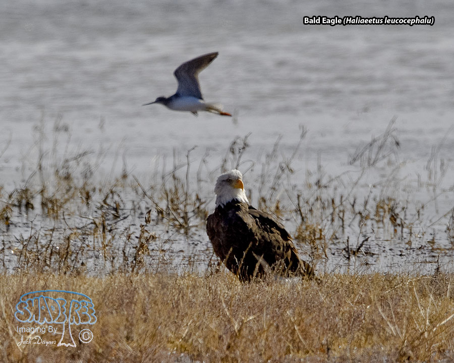 Bald Eagle - Haliaeetus leucocephalu