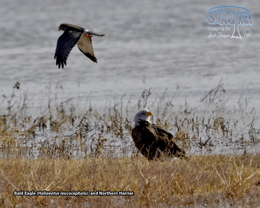 Bald Eagle - Haliaeetus leucocephalu