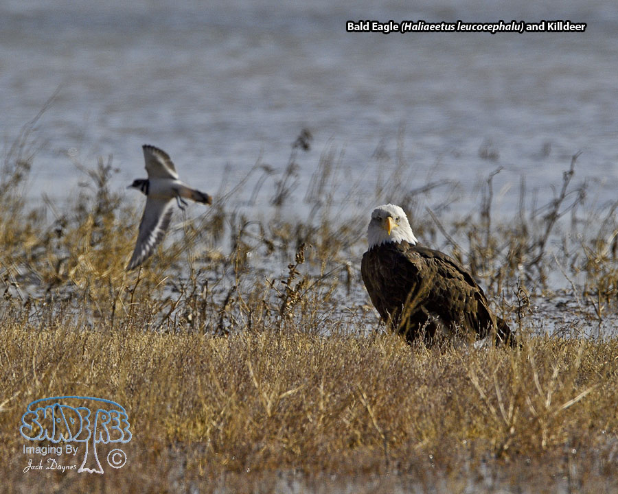 Bald Eagle - Haliaeetus leucocephalu