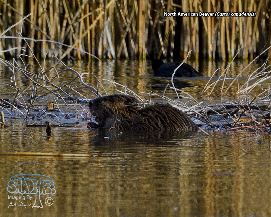 North American Beaver - Castor canadensis