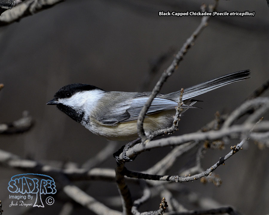 Black-Capped Chickadee - Poecile atricapillus