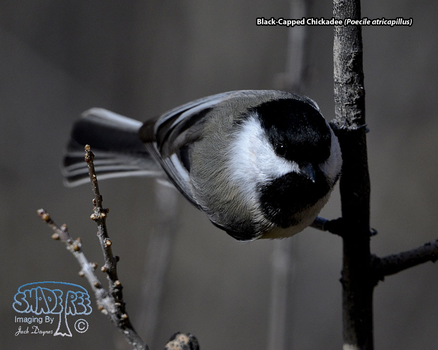 Black-Capped Chickadee - Poecile atricapillus