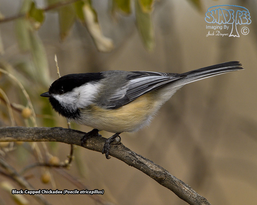 Black-Capped Chickadee - Poecile atricapillus