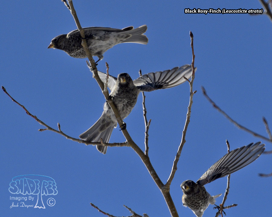 Black Rosy-Finch - Leucosticte atrata