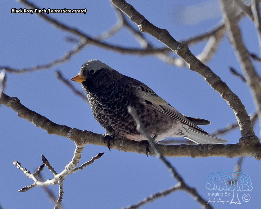 Black Rosy-Finch - Leucosticte atrata