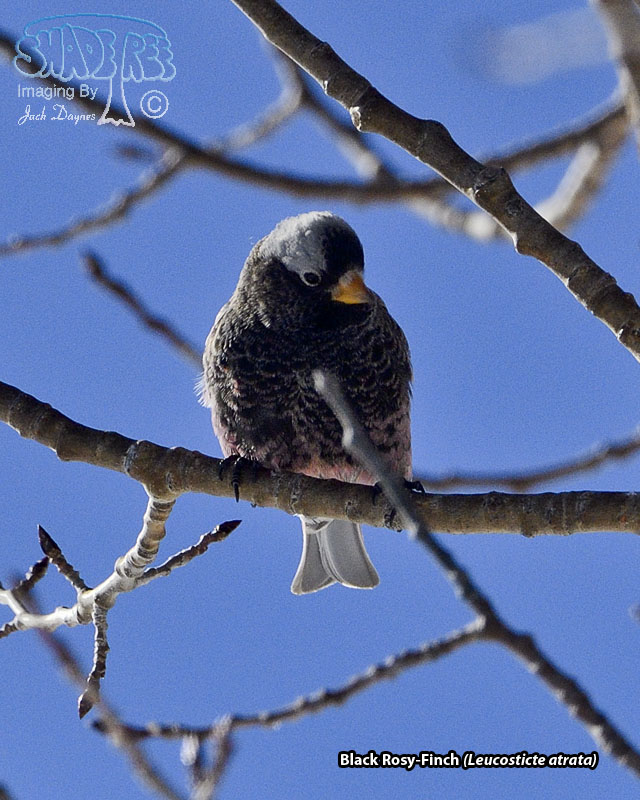 Black Rosy-Finch - Leucosticte atrata