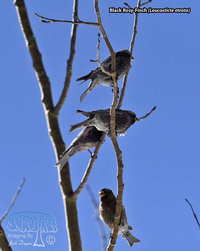 Black Rosy-Finch - Leucosticte atrata