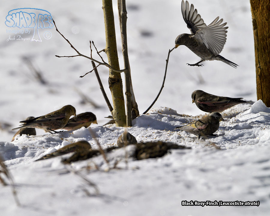 Black Rosy-Finch - Leucosticte atrata
