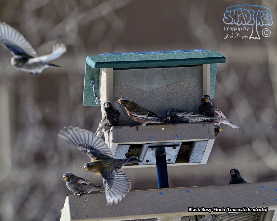 Black Rosy-Finch - Leucosticte atrata