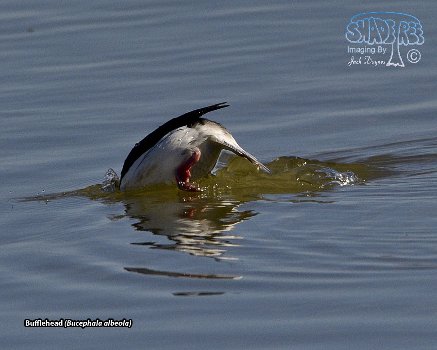 Bufflehead - Bucephala albeola