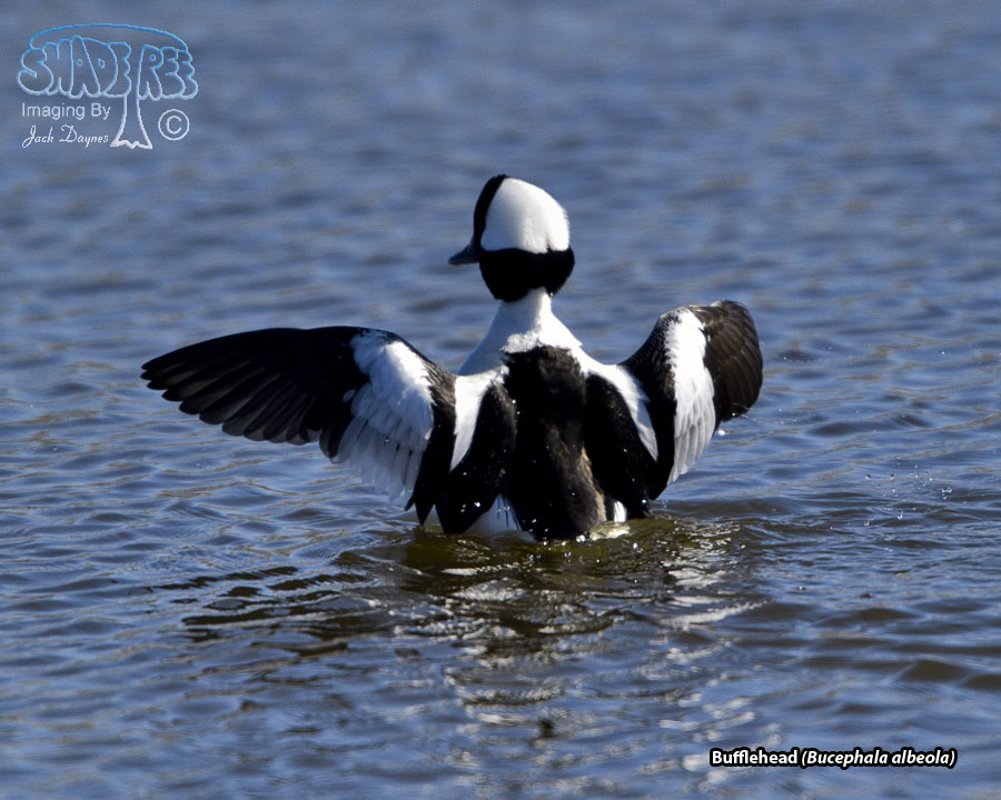 Bufflehead - Bucephala albeola
