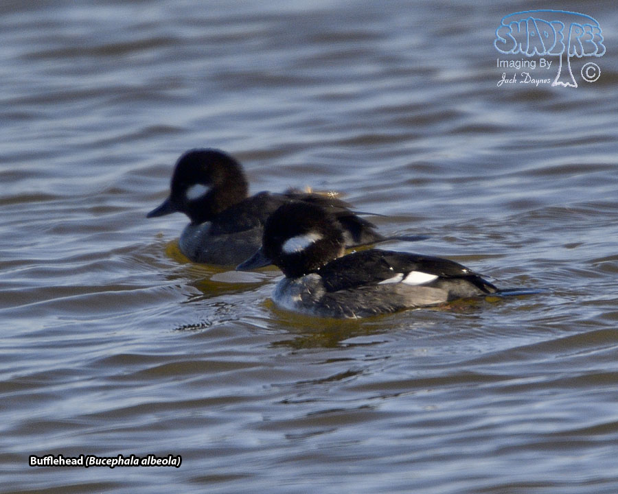 Bufflehead - Bucephala albeola