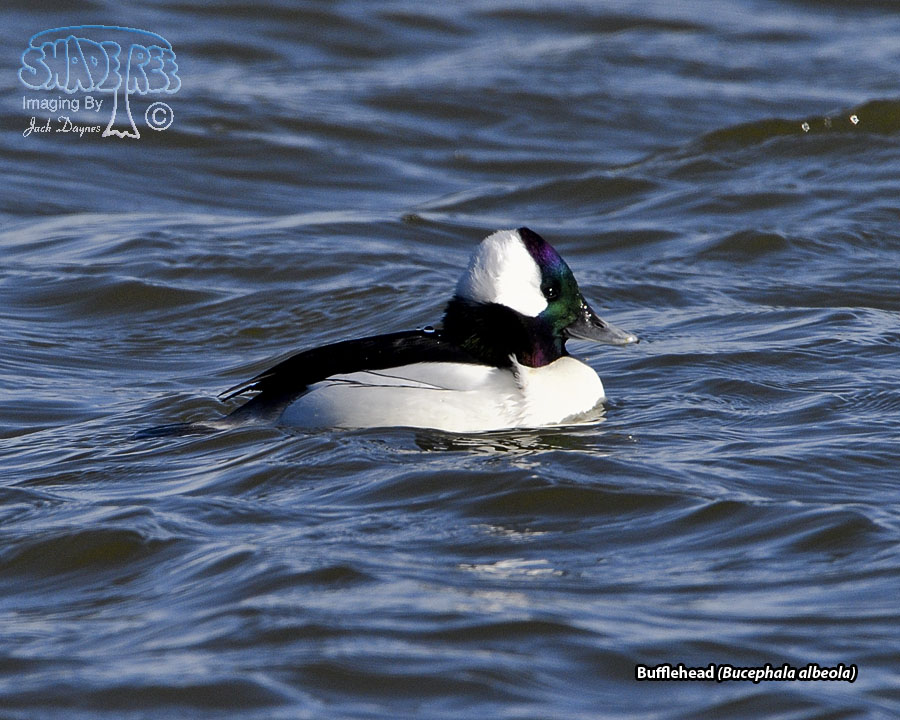 Bufflehead - Bucephala albeola