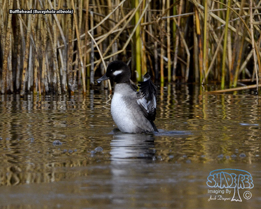 Bufflehead - Bucephala albeola