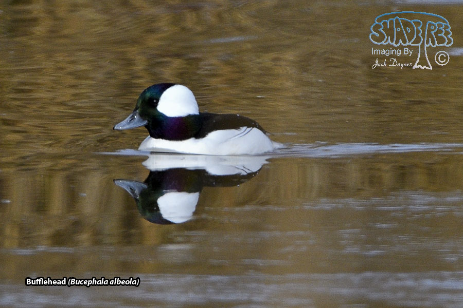 Bufflehead - Bucephala albeola