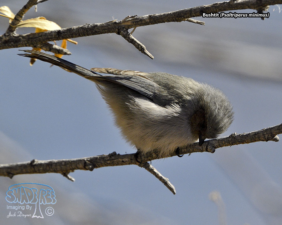 Bushtit - Psaltriparus minimus