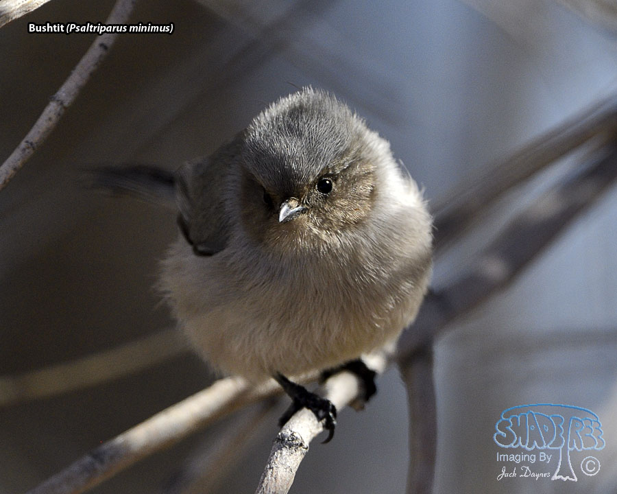 Bushtit - Psaltriparus minimus