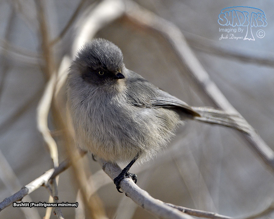 Bushtit - Psaltriparus minimus