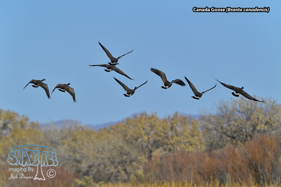 Canada Goose - Branta canadensis