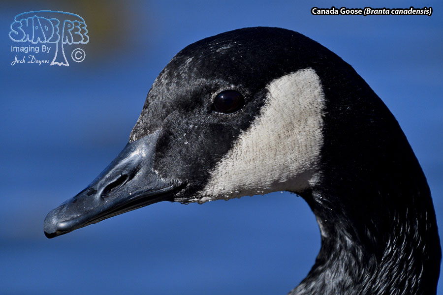 Canada Goose - Branta canadensis