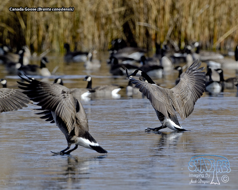 Canada Goose - Branta canadensis