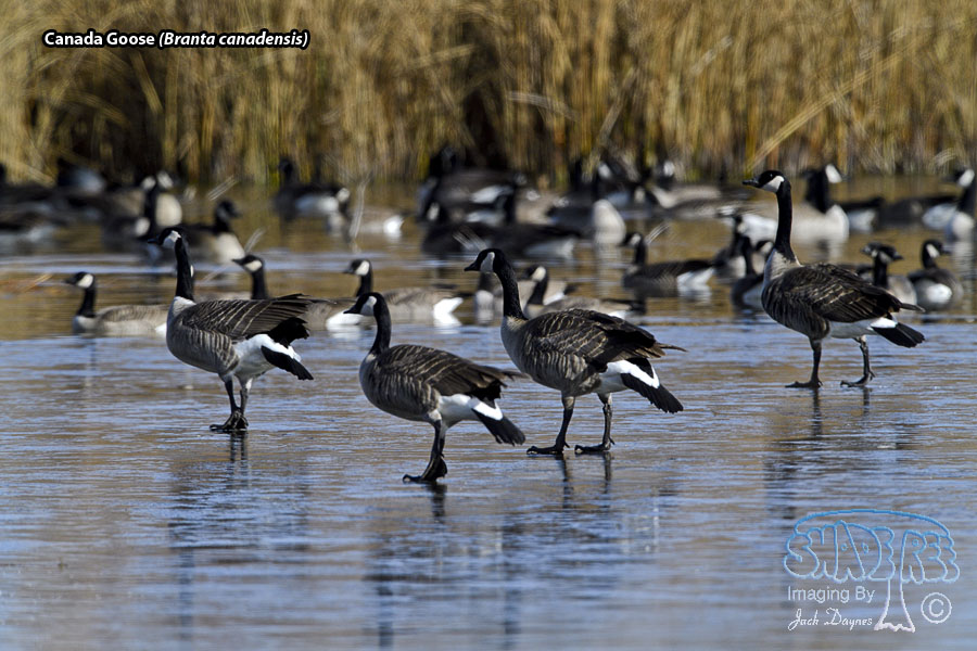 Canada Goose - Branta canadensis