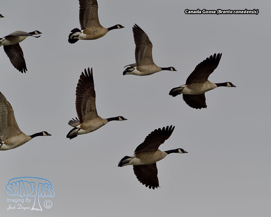 Canada Goose - Branta canadensis