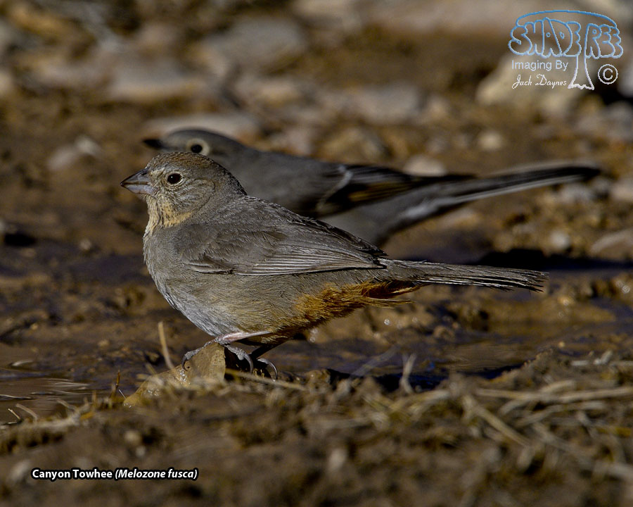Canyon Towhee - Melozone fusca