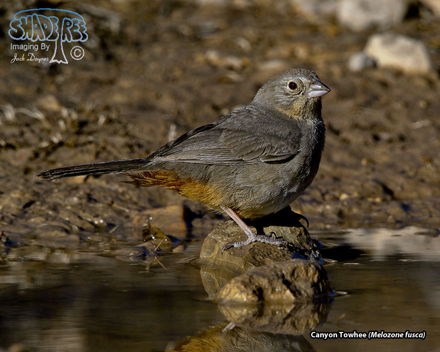 Canyon Towhee - Melozone fusca